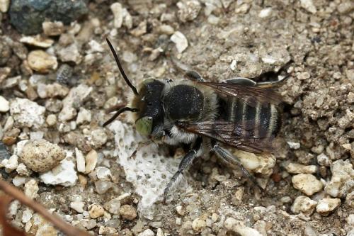 Réf. 239 269 : Megachile sp.